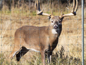 Deer Fence