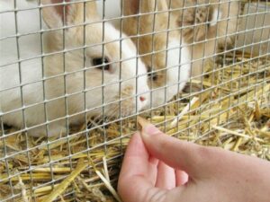 Rabbit Wire