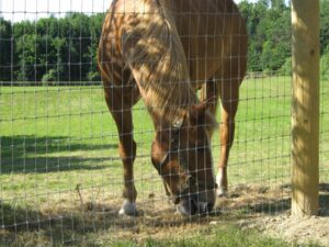 HD Horse Fence